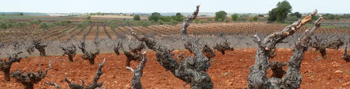 Viñedo