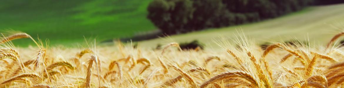 Política Agrícola Común. Imagen de un campo de trigo