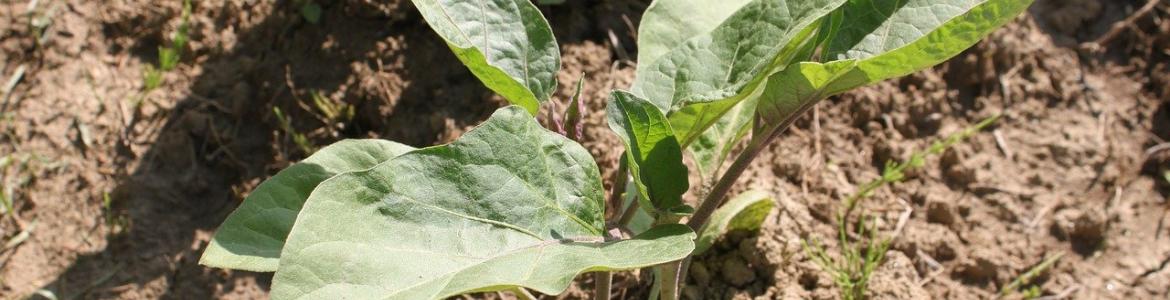Agricultura ecológica Suelo huerto