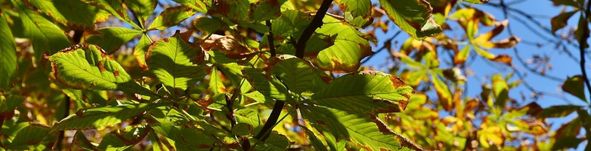 Castaño hojas verdes y marrones