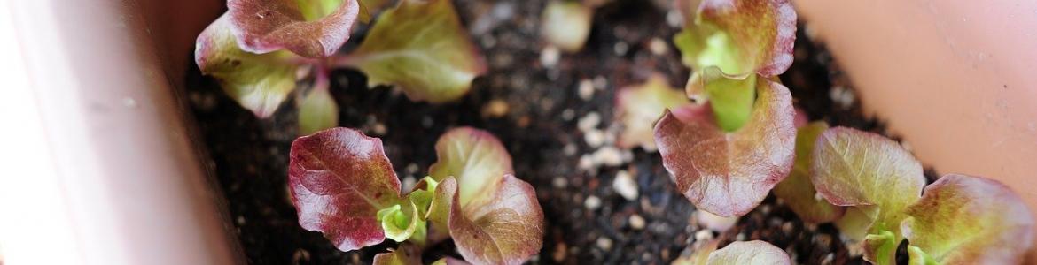 Plantón coles Coles pequeñas para trasplantar