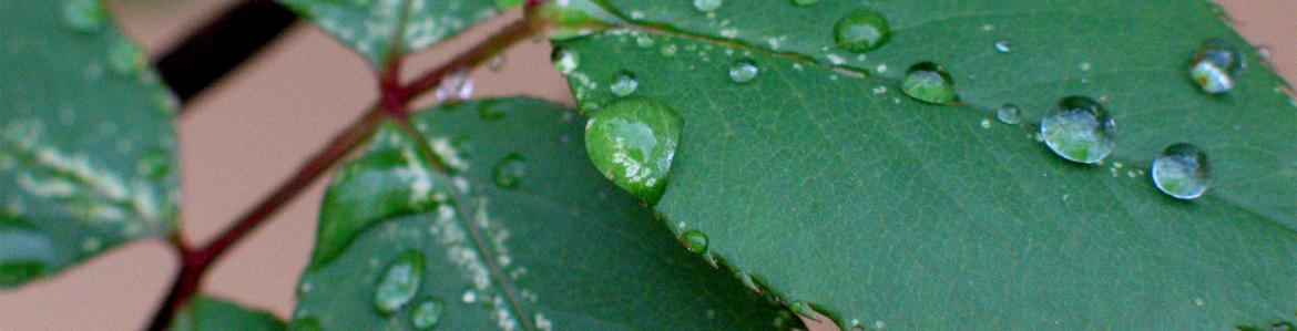 Hojas con gotas de agua