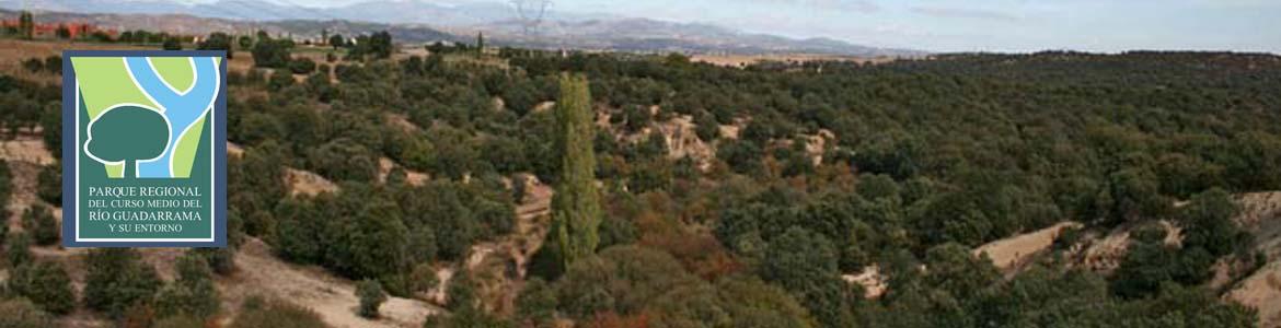 Encinares en la Senda de Boadilla del Monte a Villanueva de la Cañada Encinares en la Senda de Boadilla del Monte a Villanueva de la Cañada