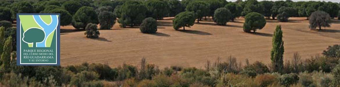 Paisaje de dehesas y pinares de pino piñonero en la Senda de Brunete al río Guadarrama