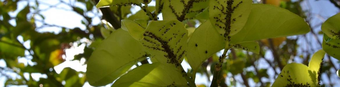 Plaga pulgón hojas árbol