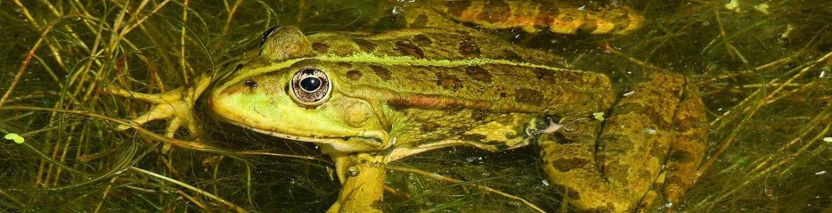 Anfibio Rana en el bosque