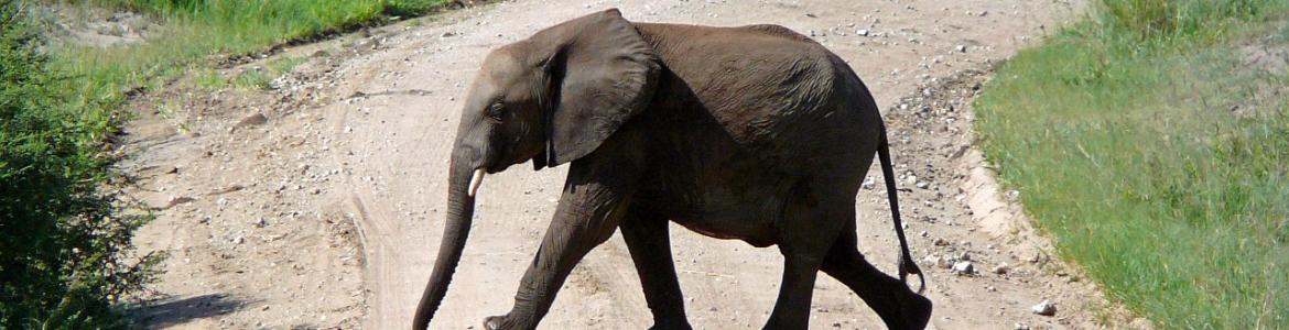 Elefante caminando Elefante caminando