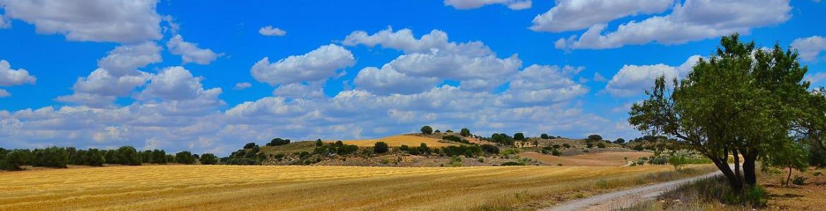 Campo cerealista