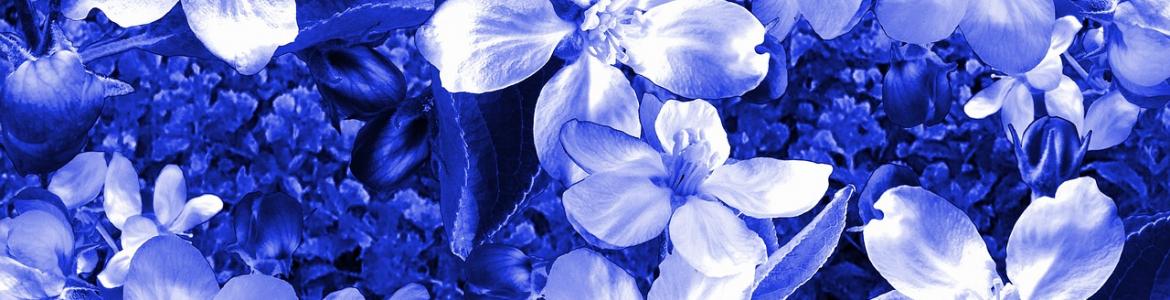 Foto flores cianotipia