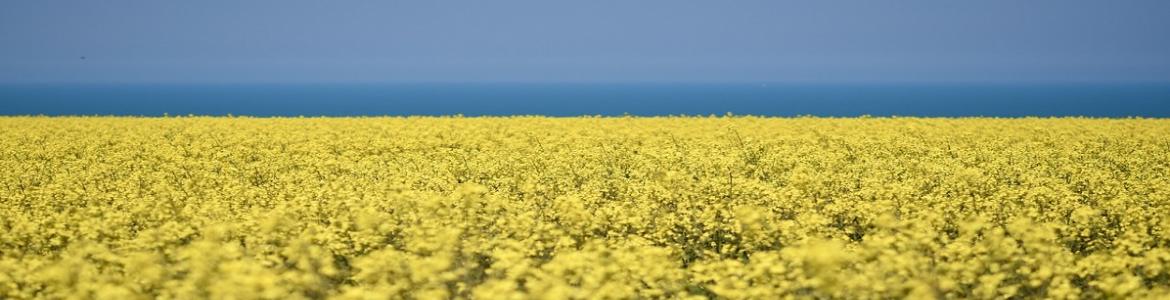 Enfermedades poco frecuentes. Síndrome Aceite Tóxico Campo amarillo de colza