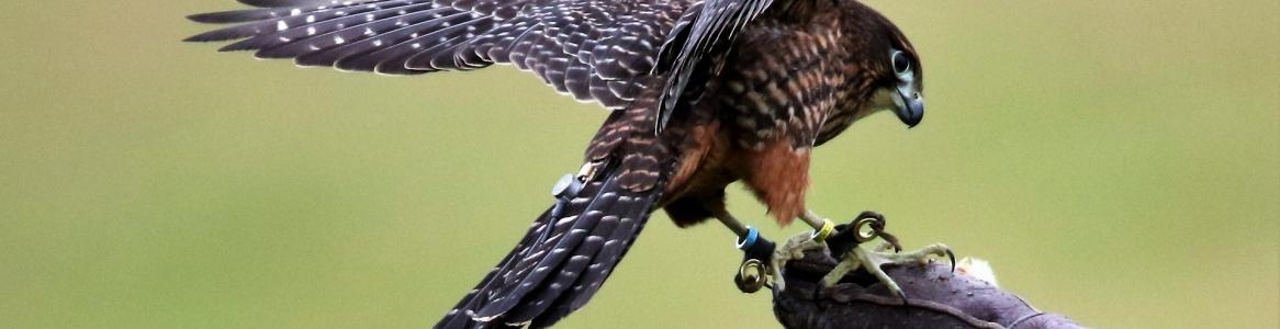 Fauna_Hawk (Falconry)