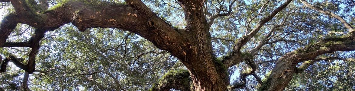 Robles Foto roble