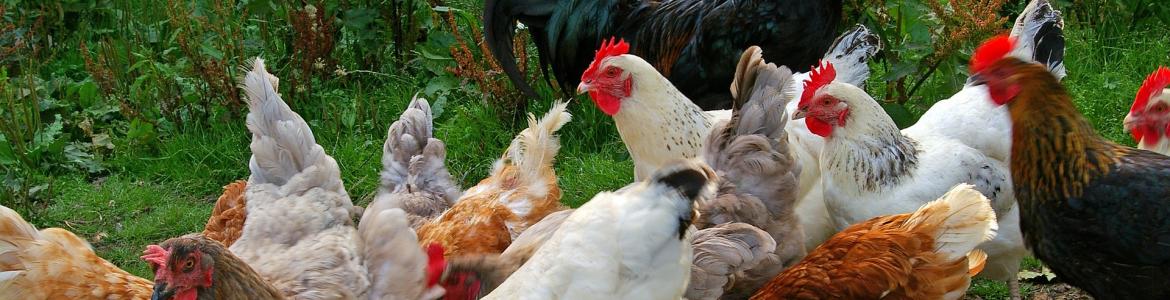 Grupo de gallinas