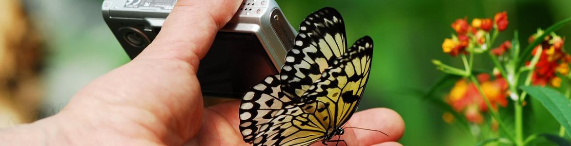 Foto mariposa Foto móvil mariposa
