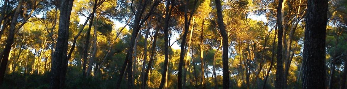 Foto bosque