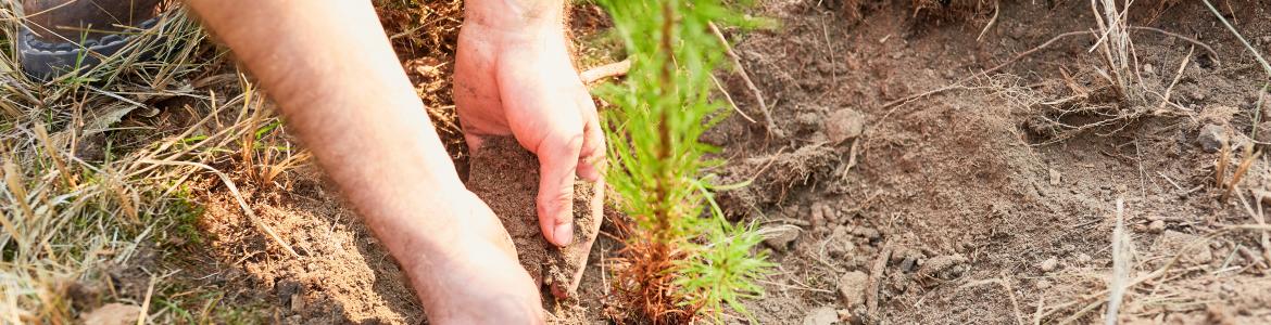 Plantación forestal. Día Internacional de los Bosques | Comunidad de Madrid