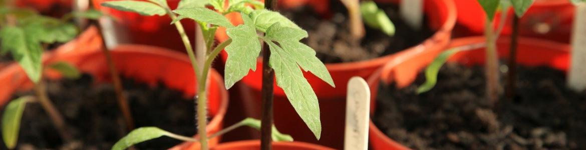 Semilleros tomate Planta del tomate en macetas rojas