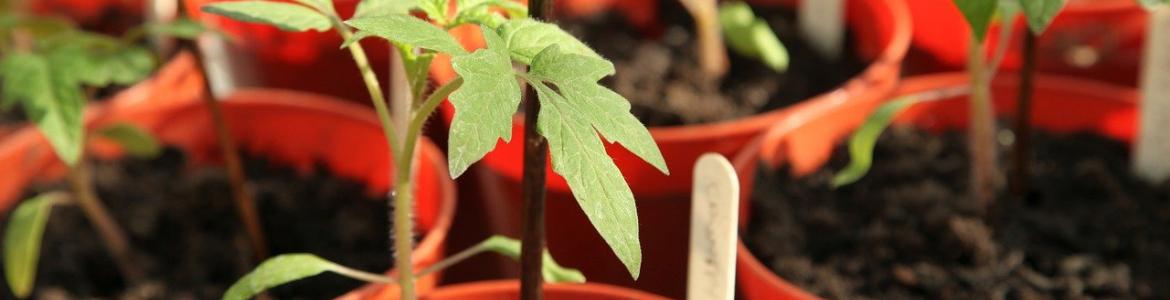 Planta del tomate en macetas rojas