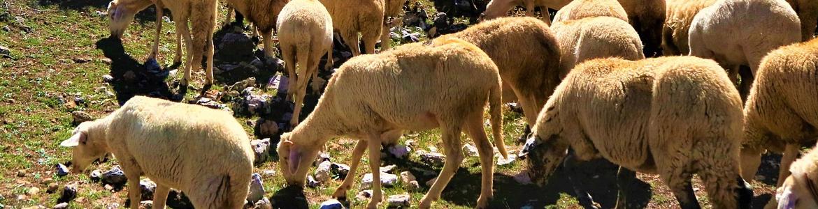 rebaño de ovejas pastando en el campo