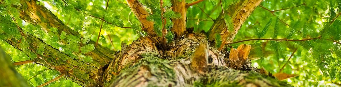 Imagen de copa de árbol vista desde abajo