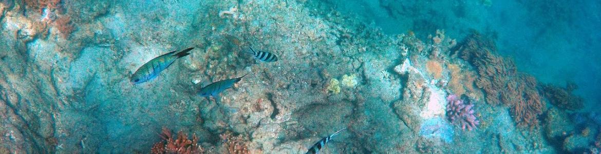 Rocas peces océano