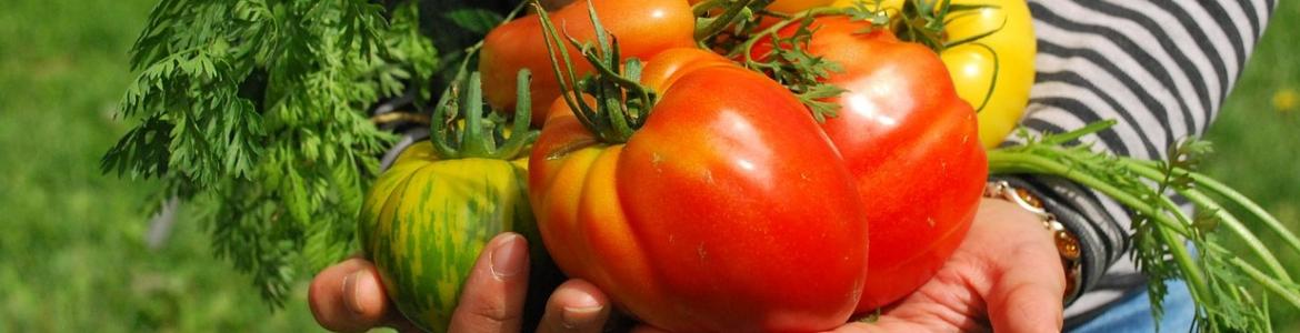 Tomates vegetales manos