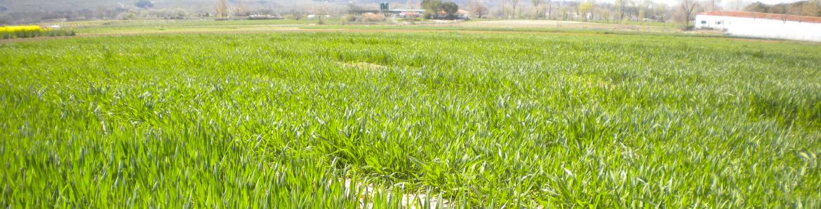 Finca con un cultivo 