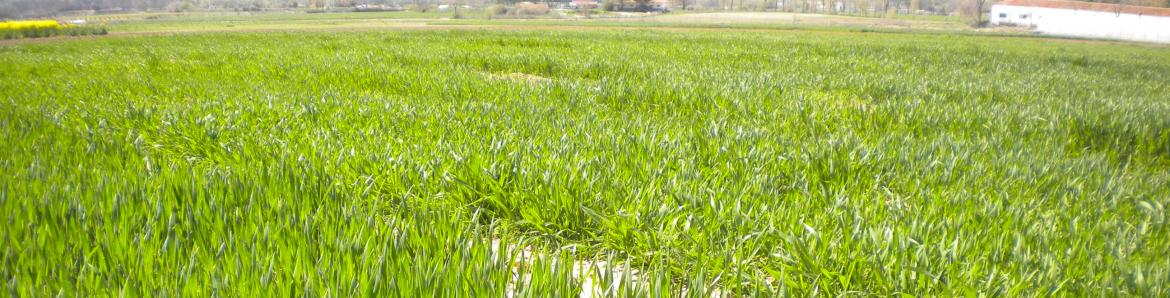 Finca con un cultivo 