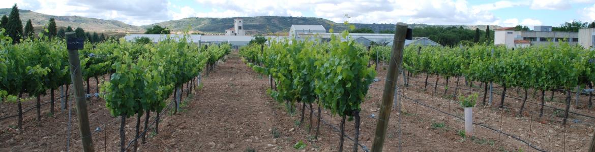 Campo de vides