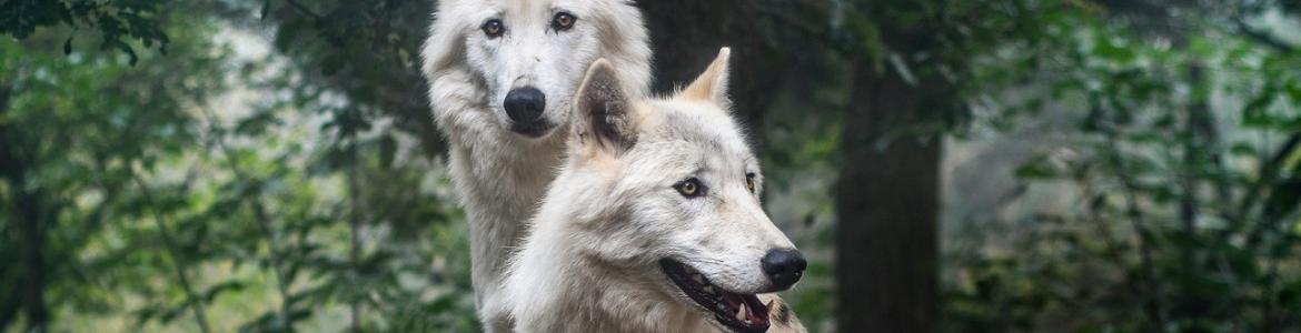 Lobos Foto lobos
