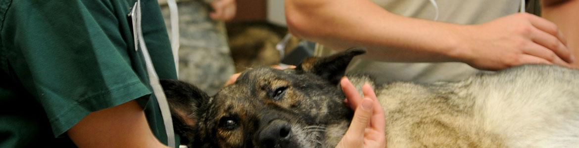 Perro en clínica veterinaria