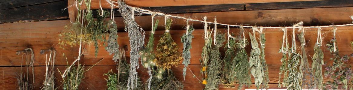 plantas medicinales
