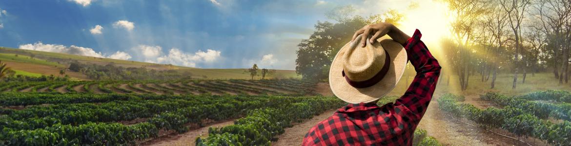 Agricultor con sombrero de paja de espaldas a surcos de viñedo