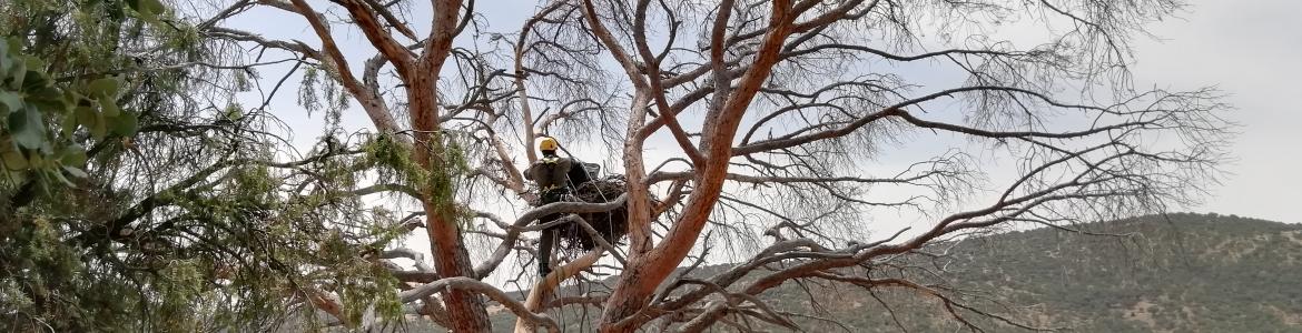 Agentes forestales