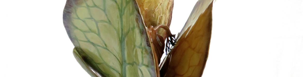 Modelo didáctico de la semilla de la flor de Rumex 