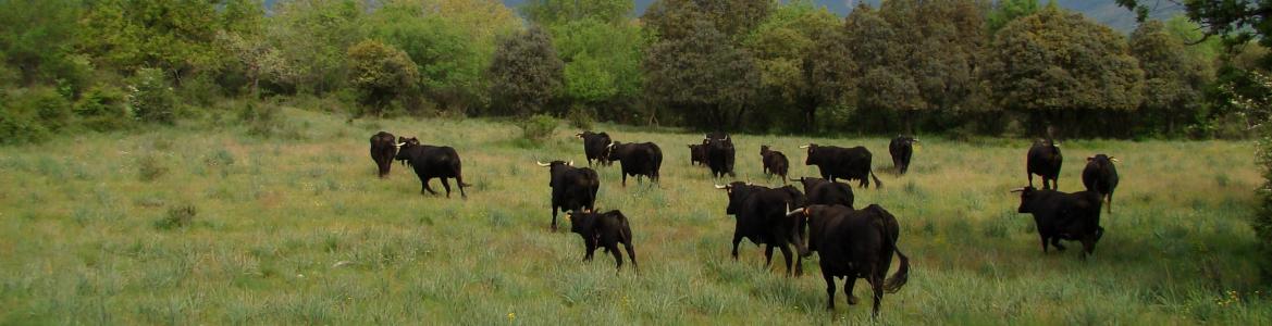 Vacas Raza Avileña Negra en campo