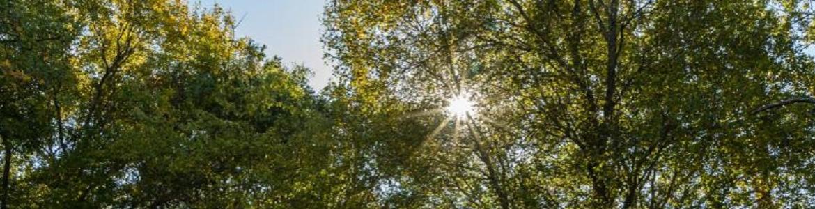 bosque soleado