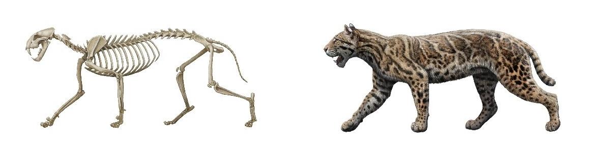 Imagen Taller juvenil Dientes de sable