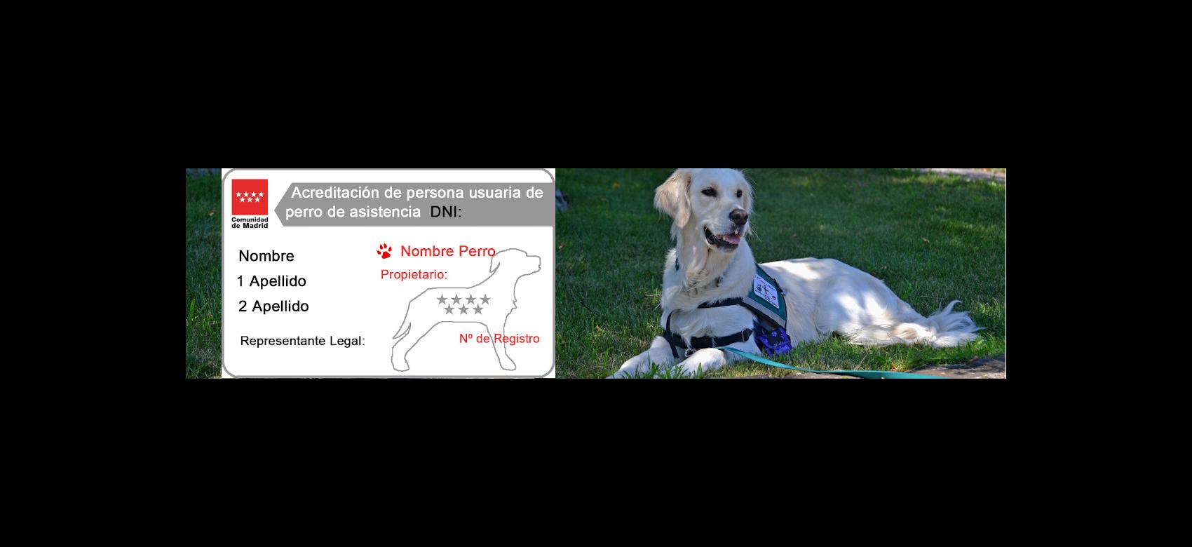 Imagen compuesta que muestra un perro de asistencia y el modelo de carné que acredita el vínculo de la persona usuaria con el perro