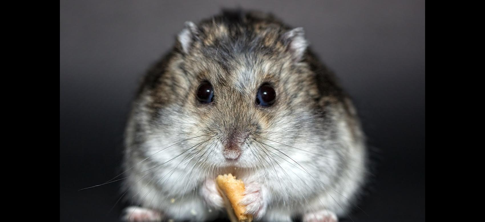 Hámster comiendo