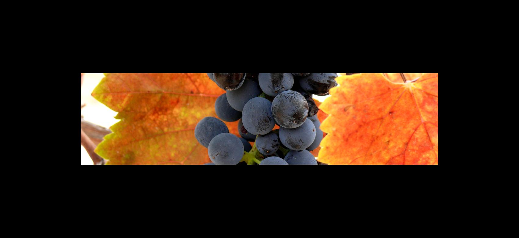 Imagen de racimo de uva variedad Syrah