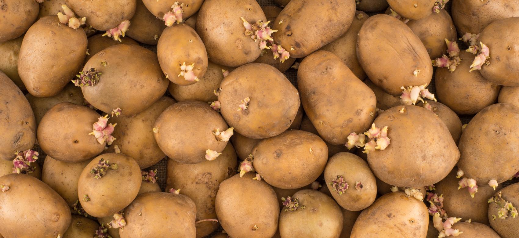 Patatas con brotes a granel