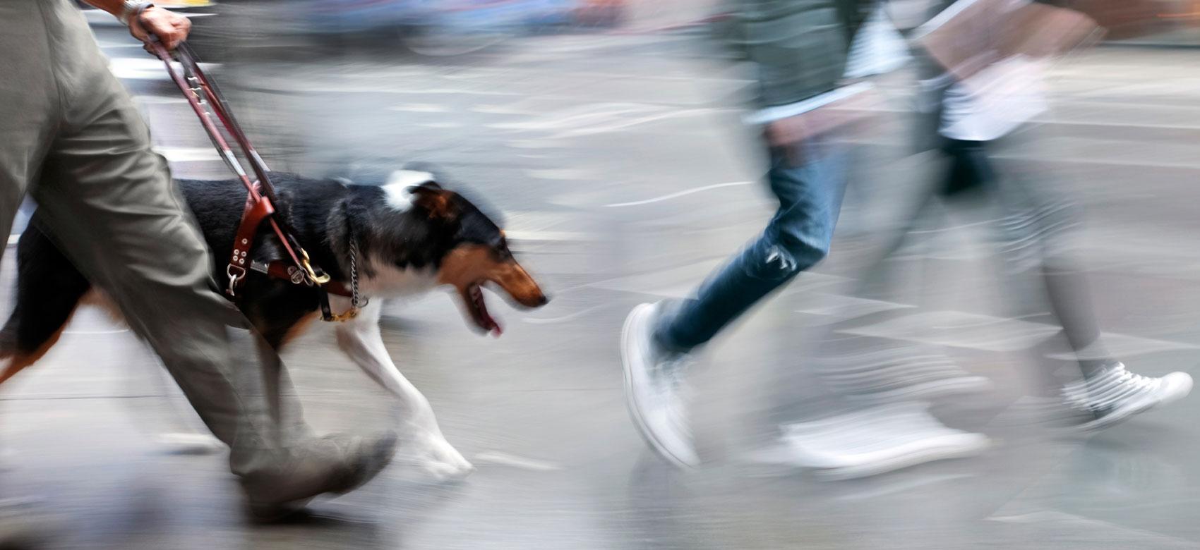 Perro guía orientando a un usuario entre la gente que camina por una calle