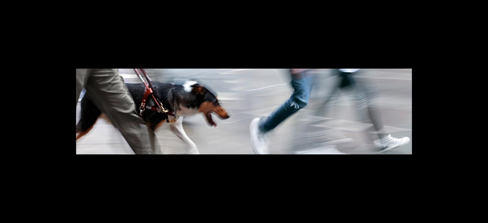 Imagen ilustrativa de transeúntes y perro guía