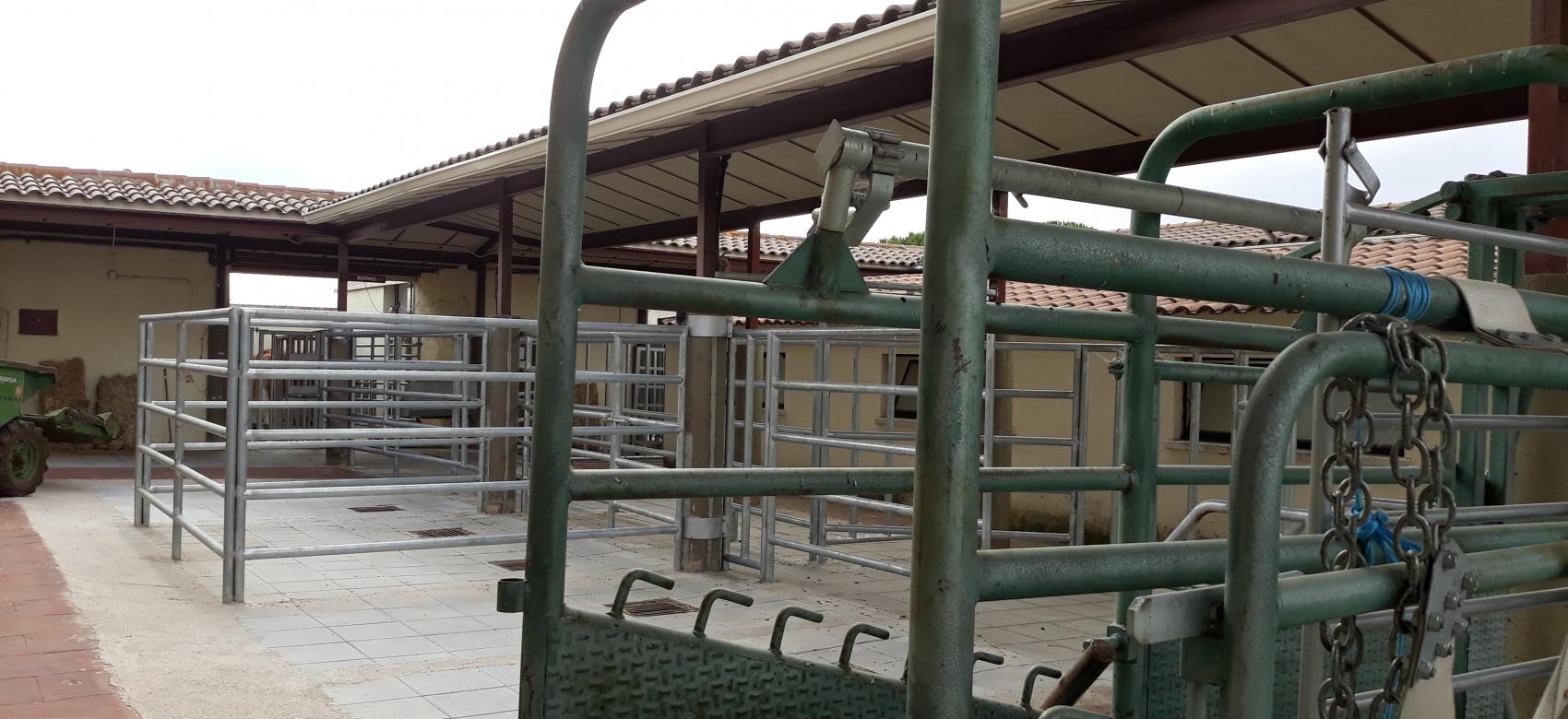 Instalaciones al aire libre para la extracción de semen de ganado bovino