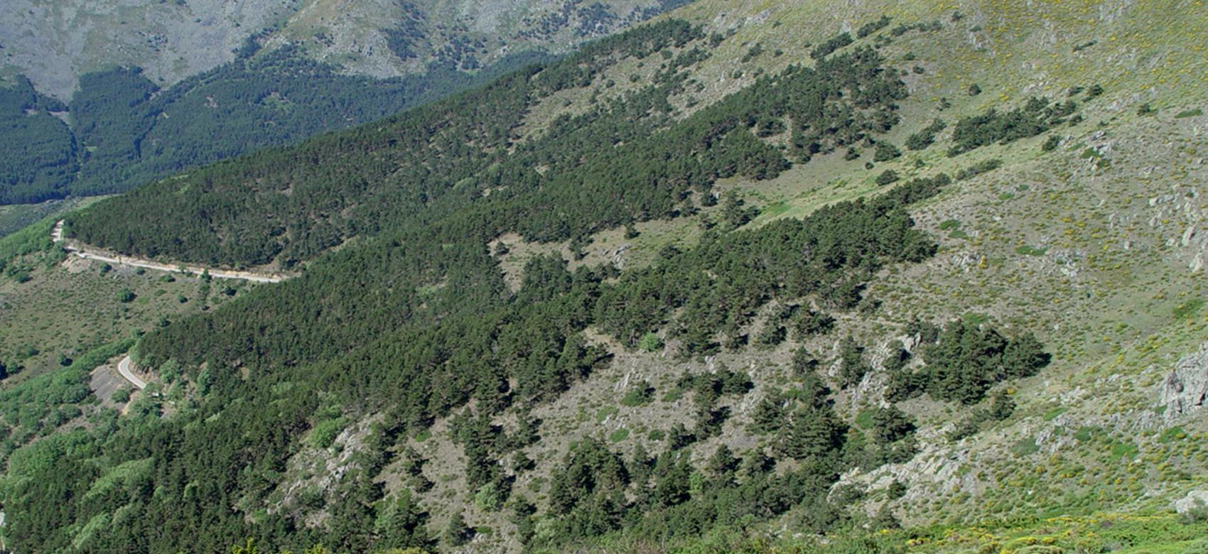 Parque Regional de la cuenca alta del Manzanares. La Morcuera