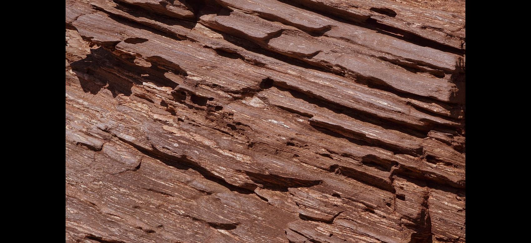 Detalle del tronco de un árbol