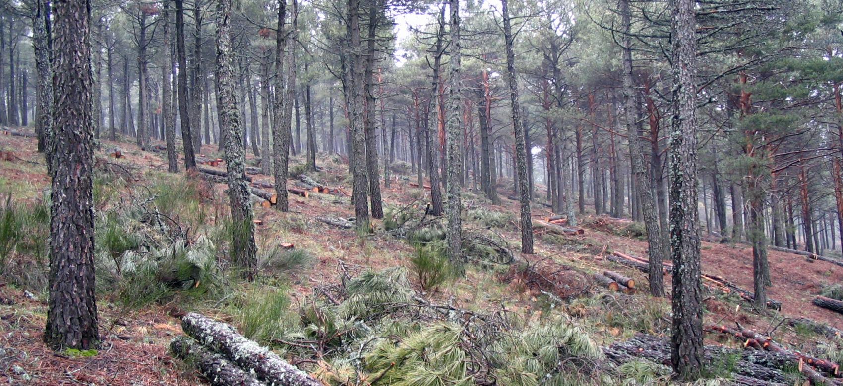 wood harvesting