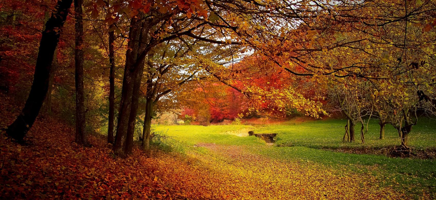 Bosque en otoño