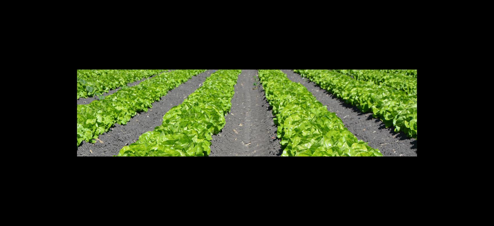 image of cultivated vegetables